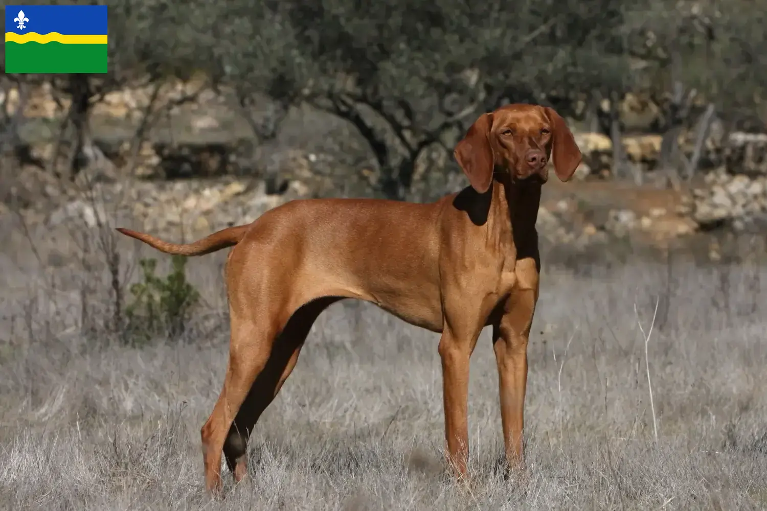 Read more about the article Magyar Vizsla breeders and puppies in Flevoland