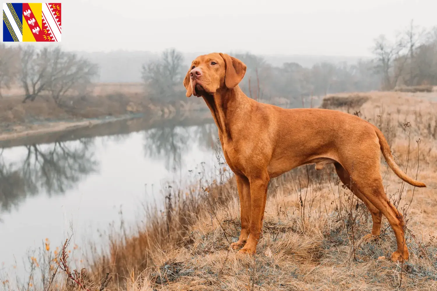 Read more about the article Magyar Vizsla breeders and puppies in Grand Est