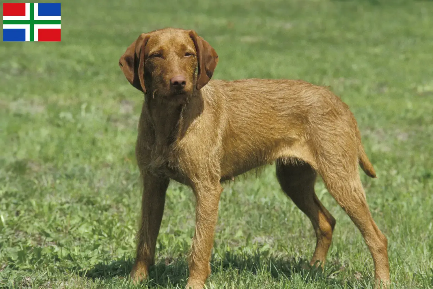 Read more about the article Magyar Vizsla breeders and puppies in Groningen