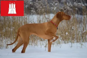 Read more about the article Magyar Vizsla breeders and puppies in Hamburg