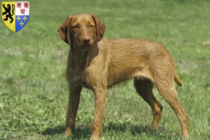 Read more about the article Magyar Vizsla breeders and puppies in Hauts-de-France