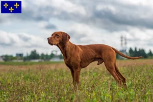 Read more about the article Magyar Vizsla breeders and puppies in Île-de-France