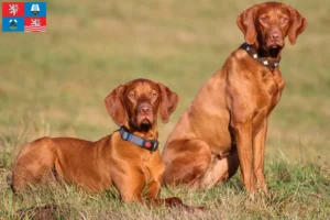 Read more about the article Magyar Vizsla breeders and puppies in Karlovy Vary