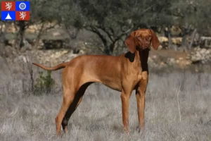 Read more about the article Magyar Vizsla breeders and puppies in Liberec