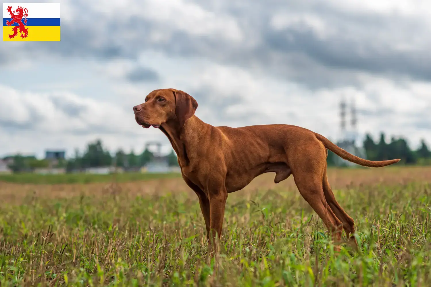 Read more about the article Magyar Vizsla breeders and puppies in Limburg