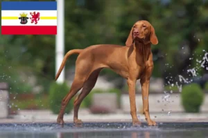 Read more about the article Magyar Vizsla breeders and puppies in Mecklenburg-Vorpommern