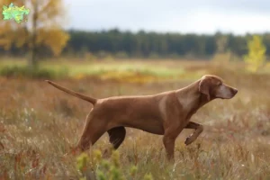 Read more about the article Magyar Vizsla breeders and puppies in Midtjylland