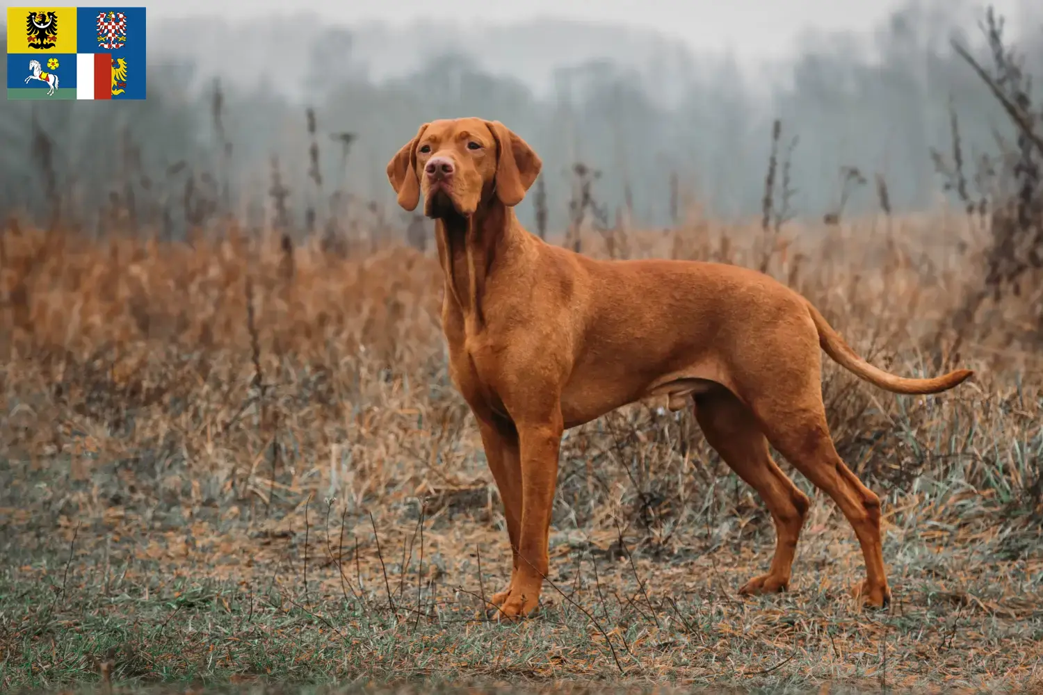 Read more about the article Magyar Vizsla breeders and puppies in Moravia-Silesia