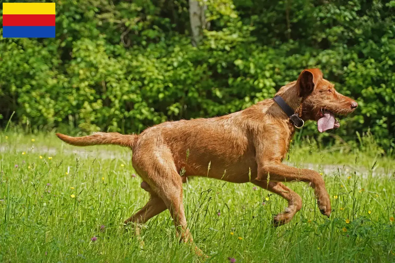 Read more about the article Magyar Vizsla breeders and puppies in North Holland