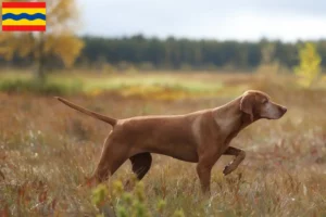 Read more about the article Magyar Vizsla breeders and puppies in Overijssel