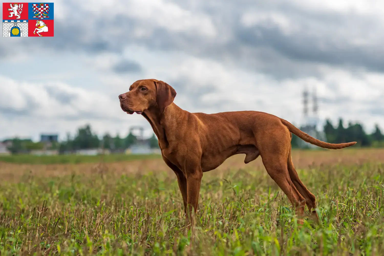 Read more about the article Magyar Vizsla breeders and puppies in Pardubice