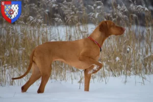 Read more about the article Magyar Vizsla breeders and puppies in Pays de la Loire