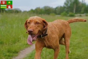 Read more about the article Magyar Vizsla breeders and puppies in Pilsen