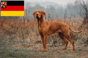 Read more about the article Magyar Vizsla breeders and puppies in Rhineland-Palatinate