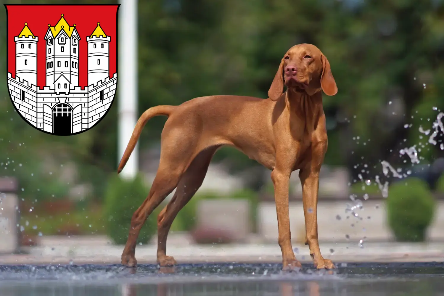 Read more about the article Magyar Vizsla breeders and puppies in Salzburg