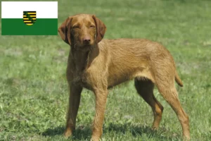 Read more about the article Magyar Vizsla breeders and puppies in Saxony