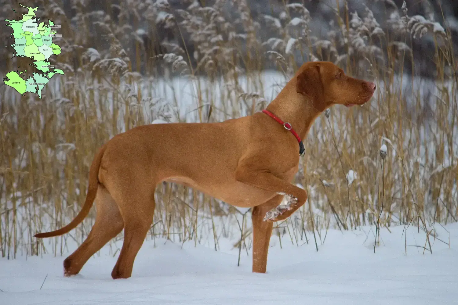 Read more about the article Magyar Vizsla breeders and puppies in Sjælland