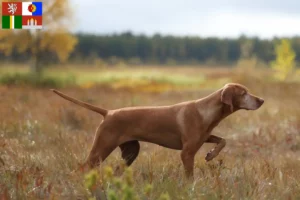 Read more about the article Magyar Vizsla breeders and puppies in South Bohemia