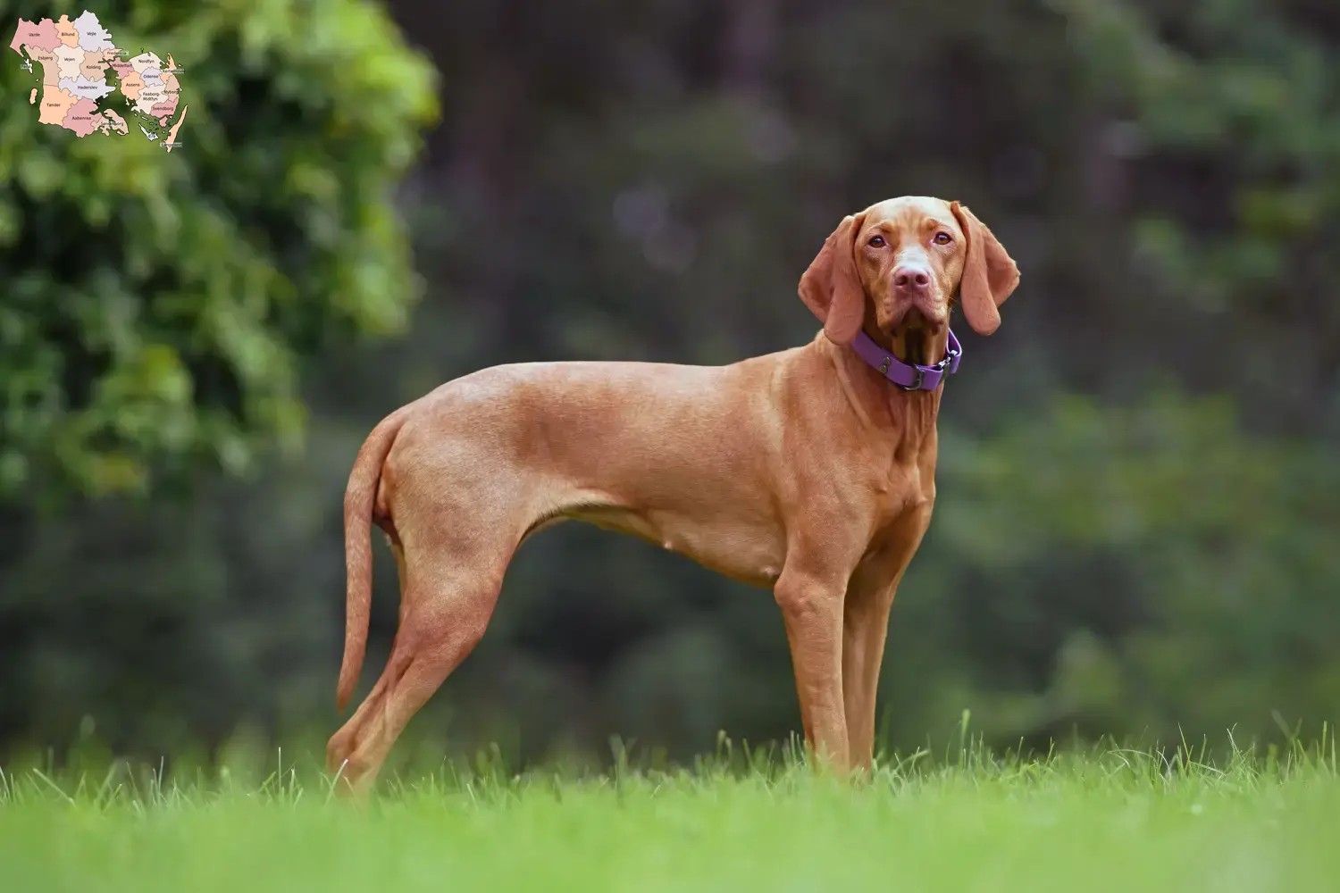 Read more about the article Magyar Vizsla breeders and puppies in Syddanmark