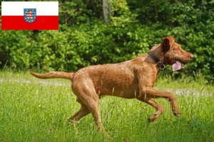 Read more about the article Magyar Vizsla breeders and puppies in Thuringia