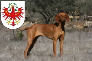 Read more about the article Magyar Vizsla breeders and puppies in Tyrol