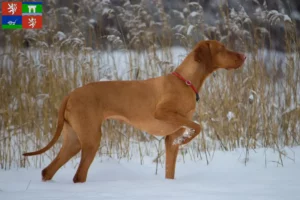 Read more about the article Magyar Vizsla breeders and puppies in Ústí