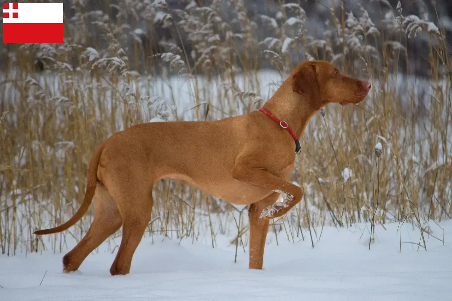 Read more about the article Magyar Vizsla breeders and puppies in Utrecht