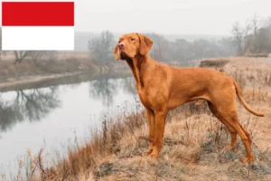 Read more about the article Magyar Vizsla breeders and puppies in Vienna