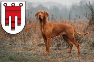 Read more about the article Magyar Vizsla breeders and puppies in Vorarlberg