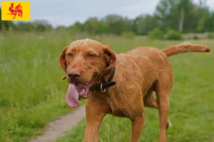 Read more about the article Magyar Vizsla breeders and puppies in Walloon Region