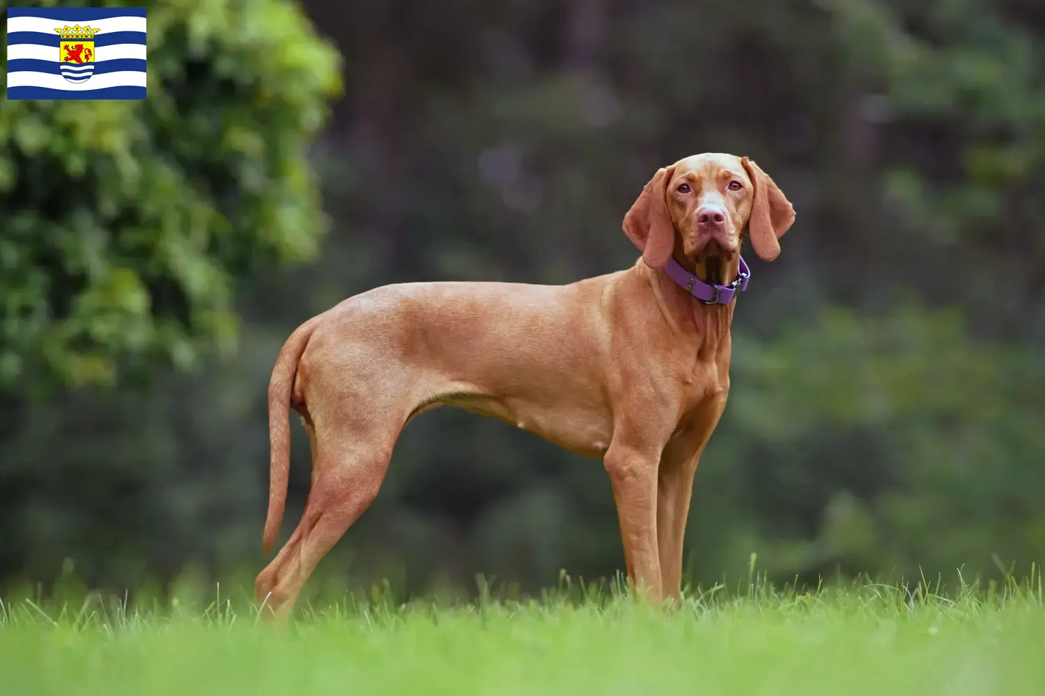 Read more about the article Magyar Vizsla breeders and puppies in Zeeland