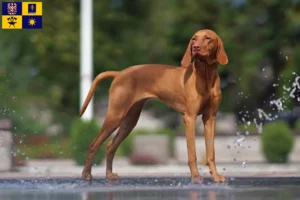 Read more about the article Magyar Vizsla breeders and puppies in Zlín