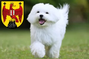 Read more about the article Maltese breeders and puppies in Burgenland