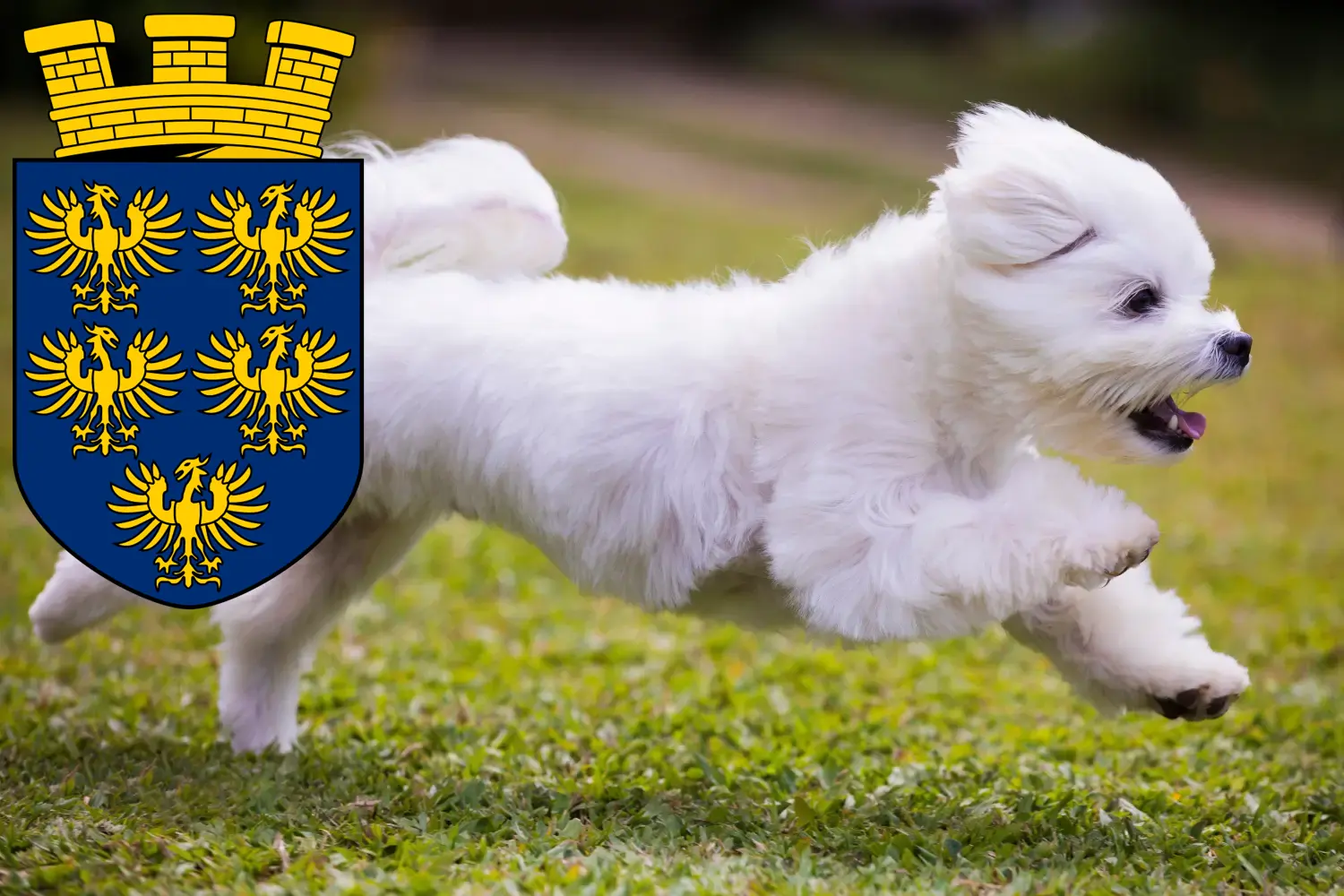 Read more about the article Maltese breeders and puppies in Lower Austria