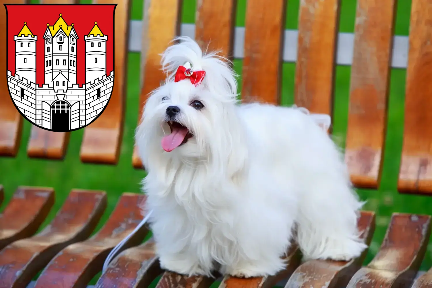 Read more about the article Maltese breeders and puppies in Salzburg