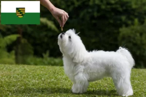 Read more about the article Maltese breeders and puppies in Saxony