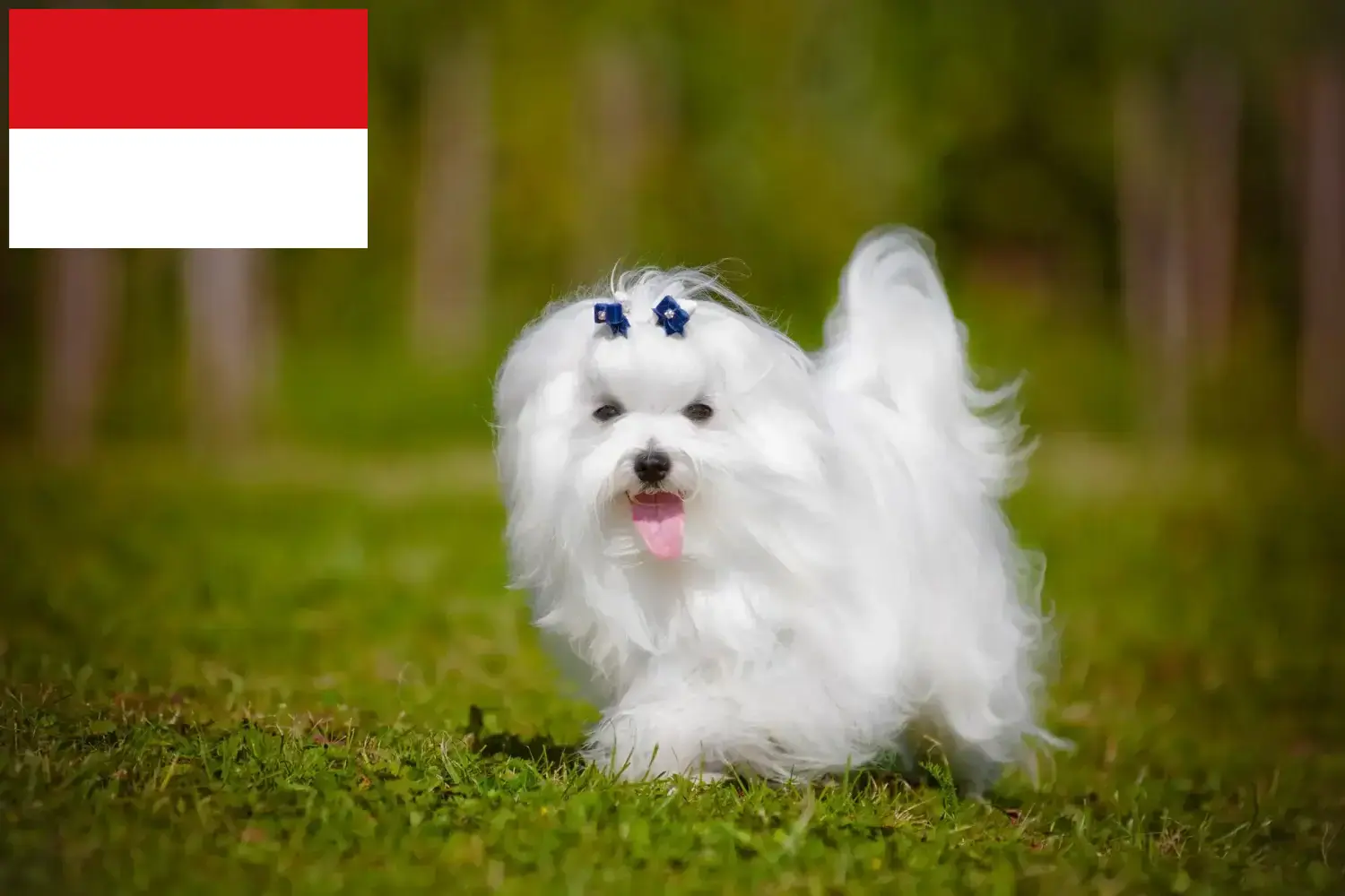Read more about the article Maltese breeders and puppies in Vienna