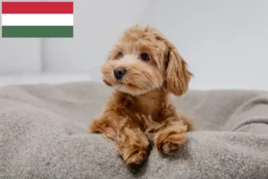 Read more about the article Maltipoo breeders and puppies in Hungary