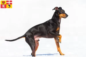 Read more about the article Manchester Terrier breeders and puppies in Auvergne-Rhône-Alpes