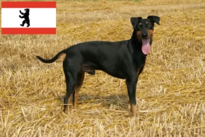 Read more about the article Manchester Terrier breeders and puppies in Berlin