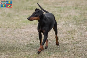 Read more about the article Manchester Terrier breeders and puppies in Bourgogne-Franche-Comté