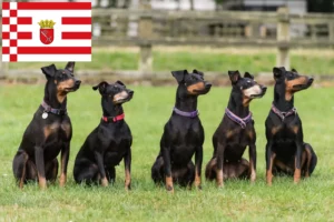 Read more about the article Manchester Terrier breeders and puppies in Bremen