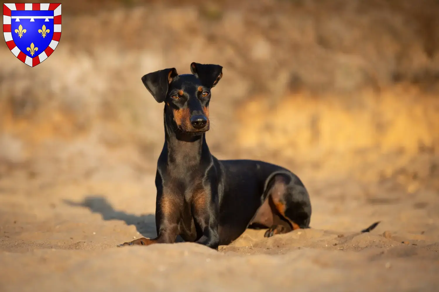 Read more about the article Manchester Terrier breeders and puppies in Centre-Val de Loire