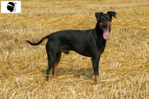 Read more about the article Manchester Terrier breeders and puppies in Corsica