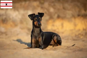 Read more about the article Manchester Terrier breeders and puppies in Drenthe