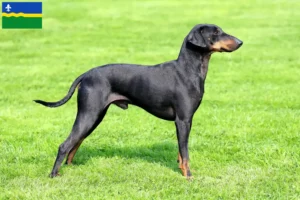 Read more about the article Manchester Terrier breeders and puppies in Flevoland