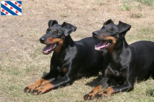 Read more about the article Manchester Terrier breeders and puppies in Friesland