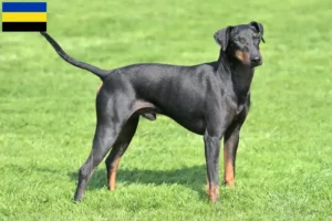 Read more about the article Manchester Terrier breeders and puppies in Gelderland