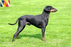 Read more about the article Manchester Terrier breeders and puppies in Grand Est