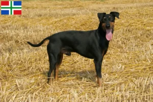 Read more about the article Manchester Terrier breeders and puppies in Groningen